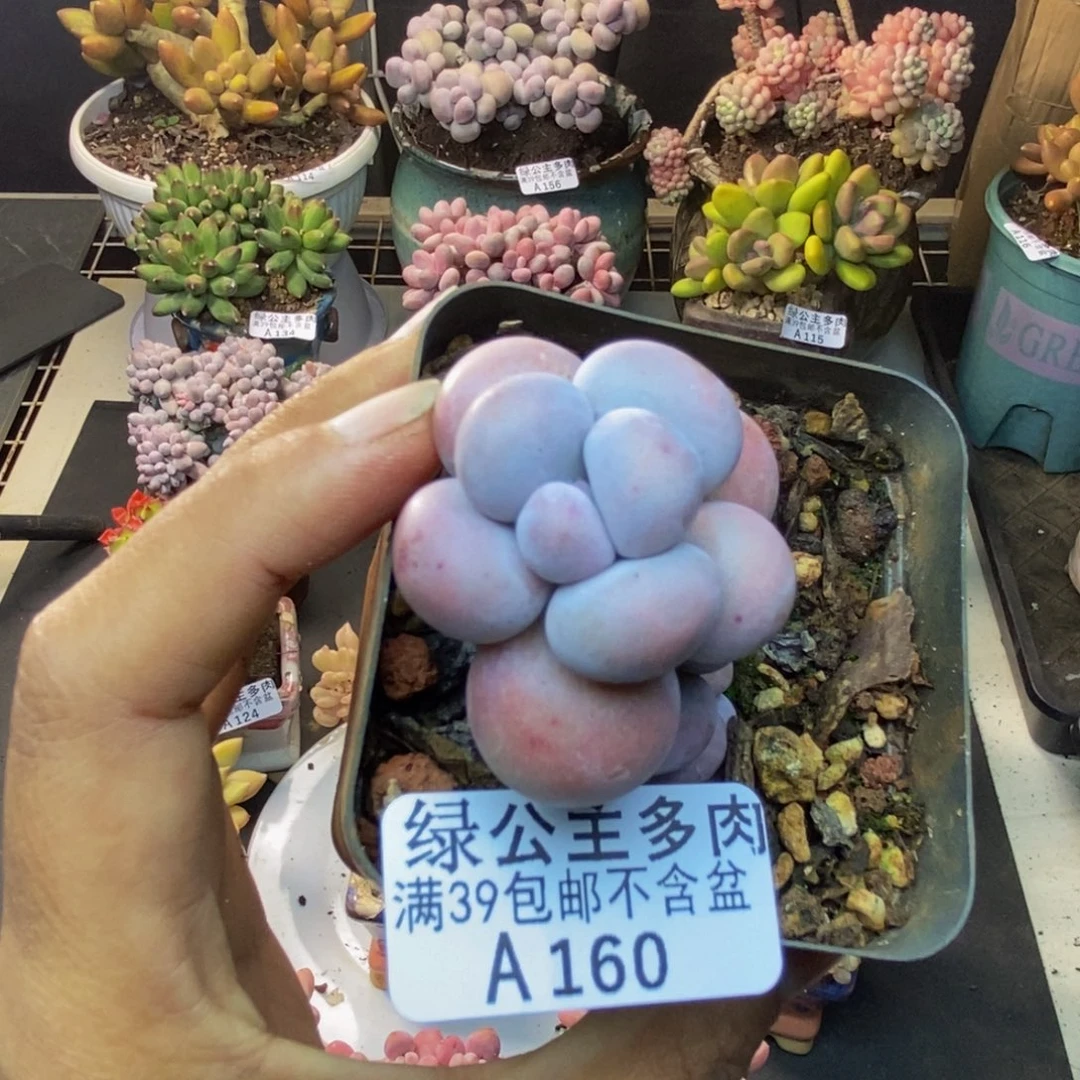 160芭比奶多肉5cm