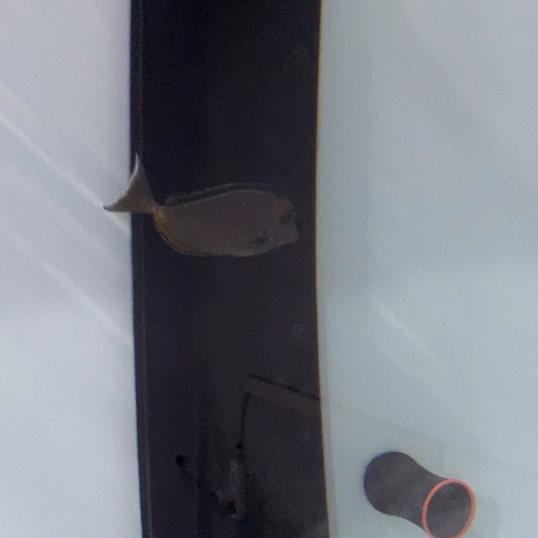 海水鱼海水观赏鱼天狗吊9-11