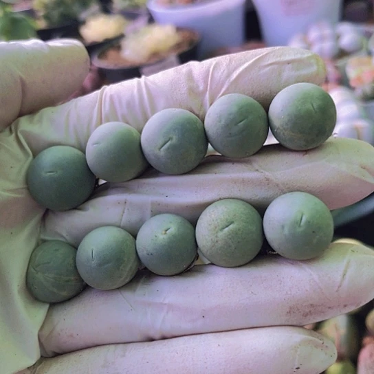无花朵0915，鸽子蛋1.2-1.3厘米