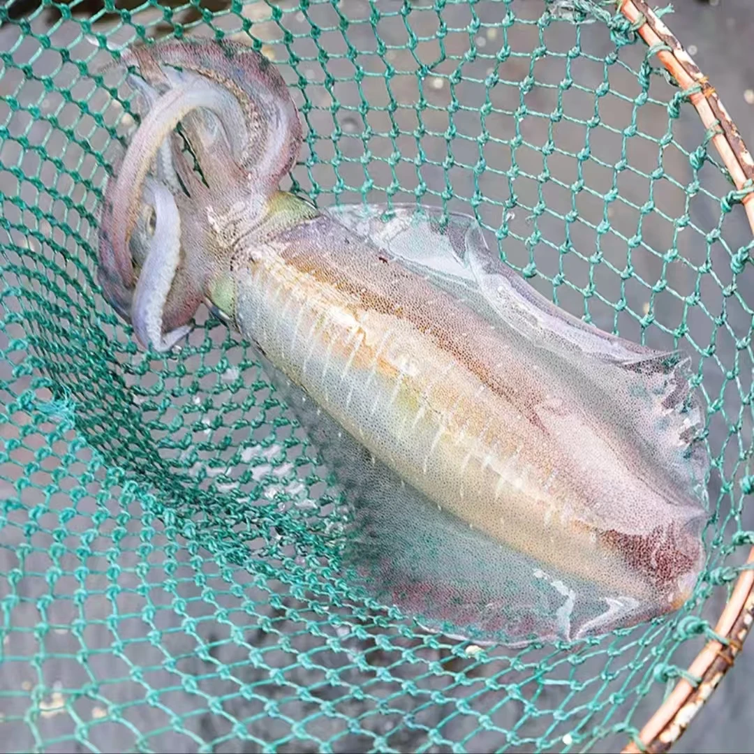 汕尾本港野生手钓超大软丝活冻鱿鱼大尾鱿鱼顺丰包邮