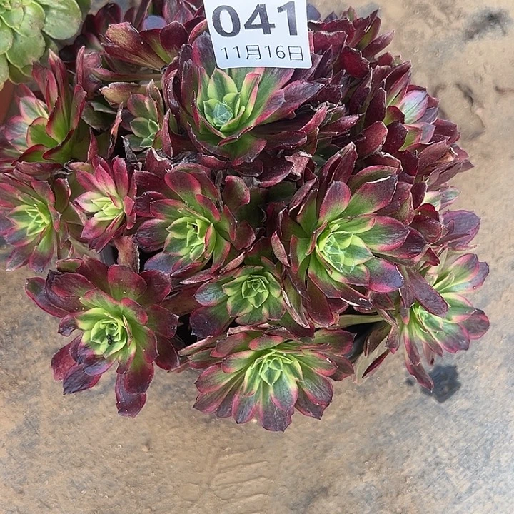 11.16-41安娜多肉植物1