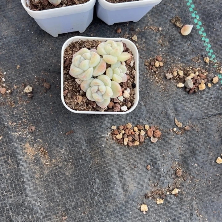 Miao一物一拍专拍