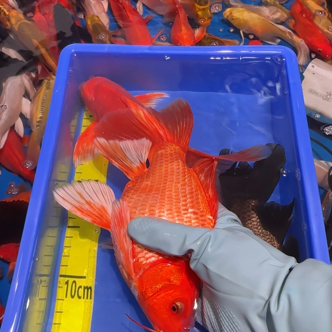 中国大陆蝴蝶鲤精品红一条