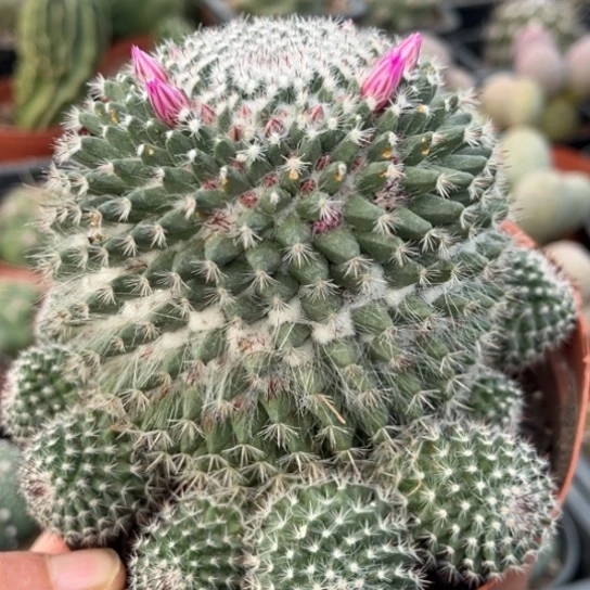 当前无花栽培后可以开花实生玉翁