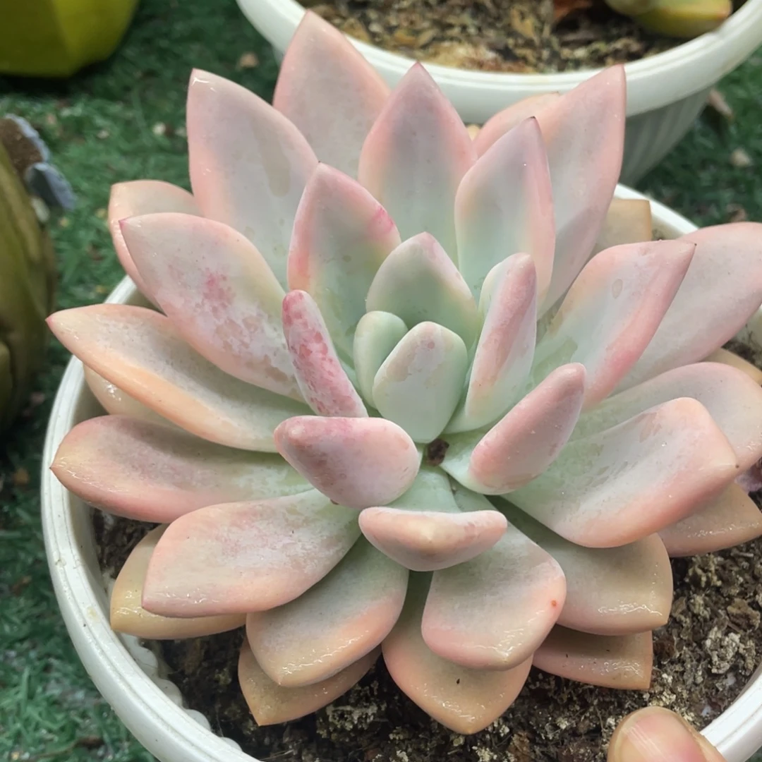 奥普一物一拍28包邮非偏远