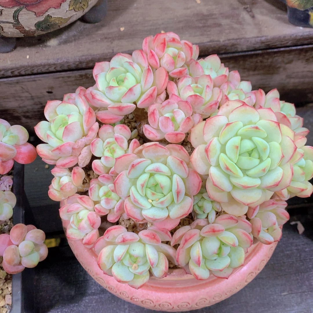 精品多肉植物花卉盆栽花卉