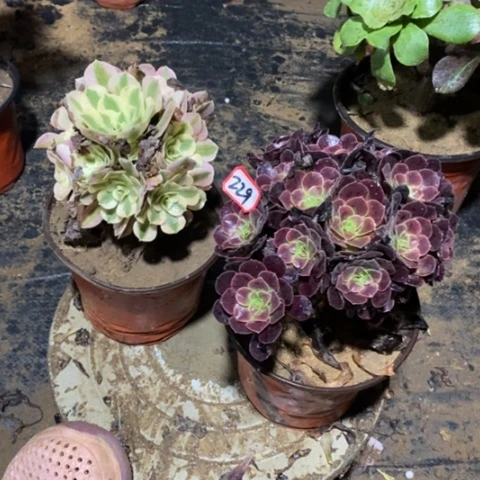 两颗法师一物一拍
