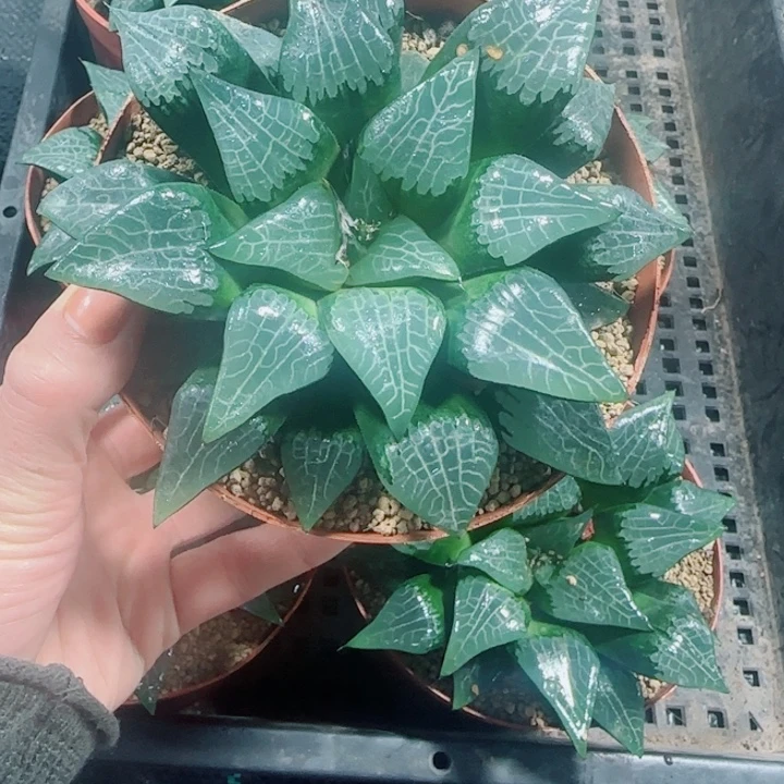 母本大美纹克多肉植物