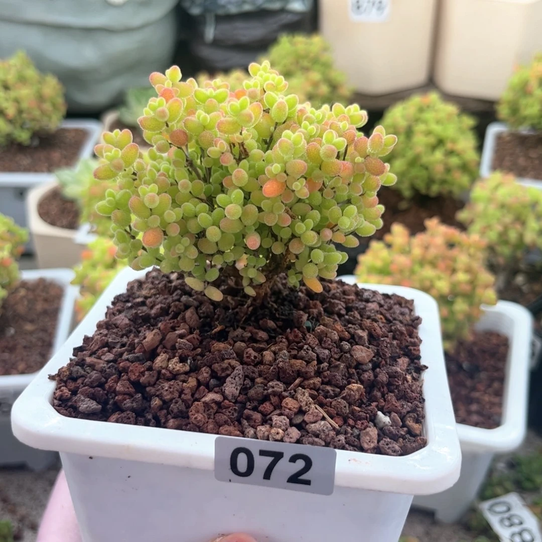 无花朵072蜜桔可爱多肉