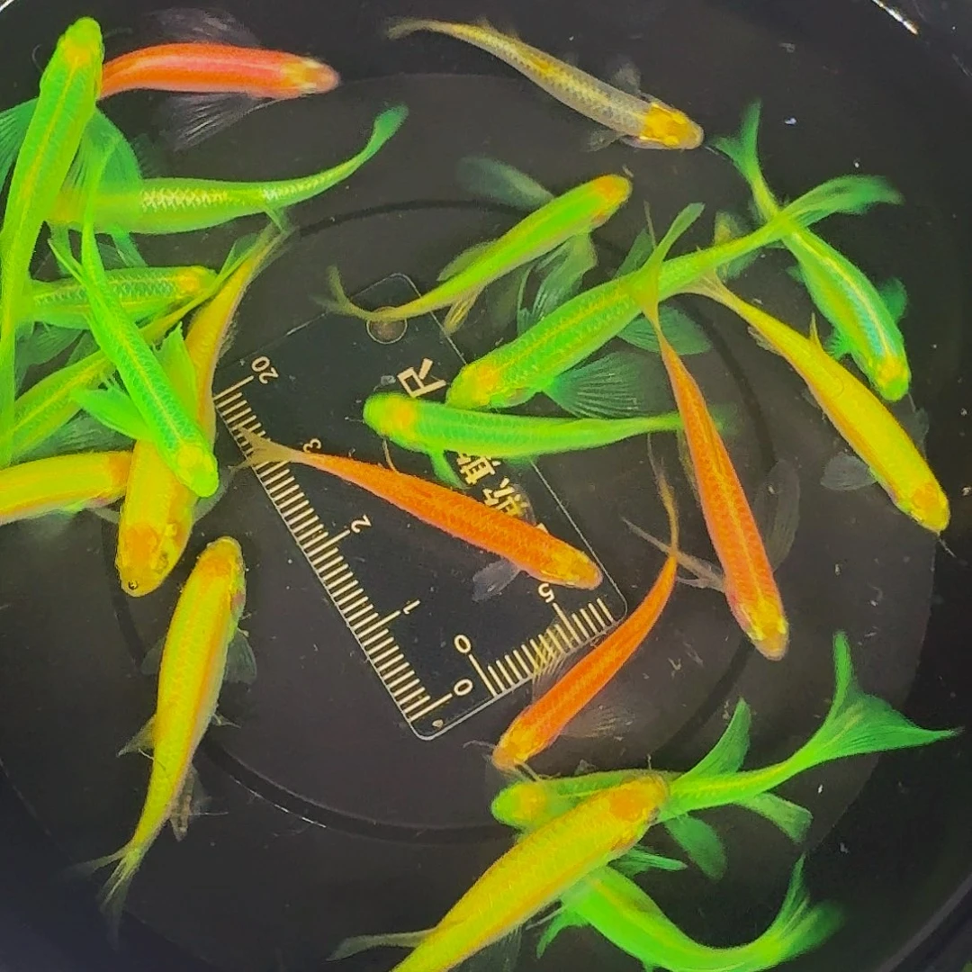 斑马鱼蝶翼斑马微瑕疵20