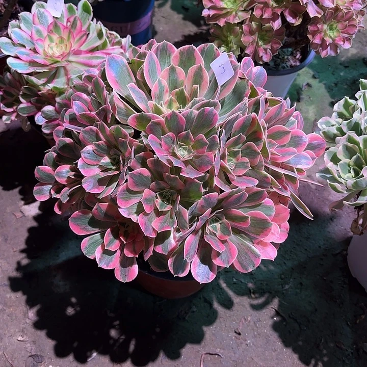 多肉植物女妖00609