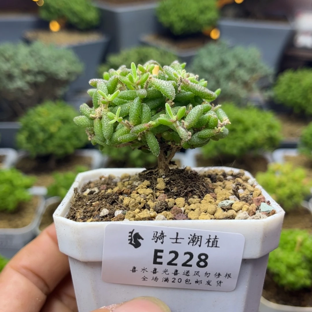 228红麒麟枝干番杏