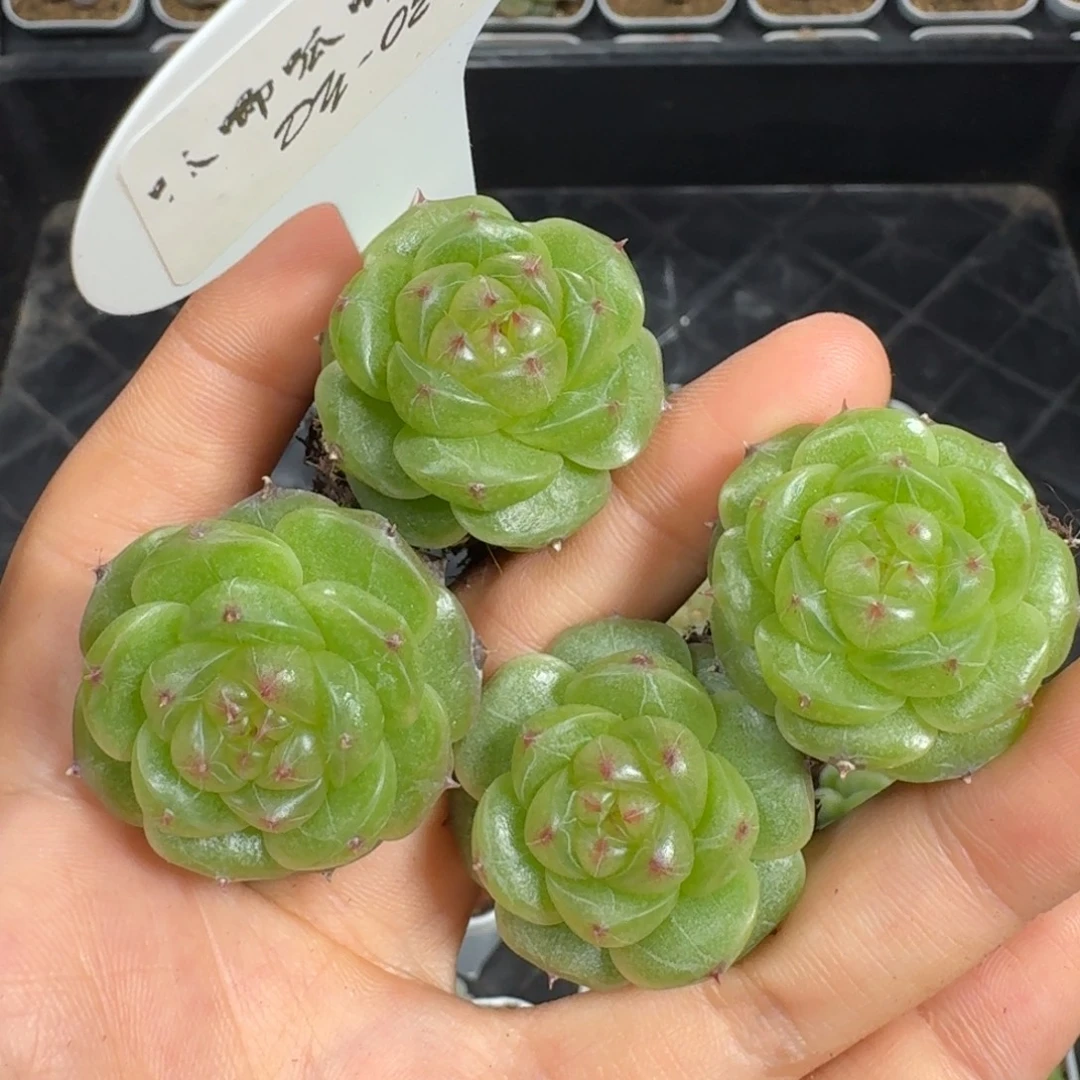 0922-2-无双双头量拍包7天