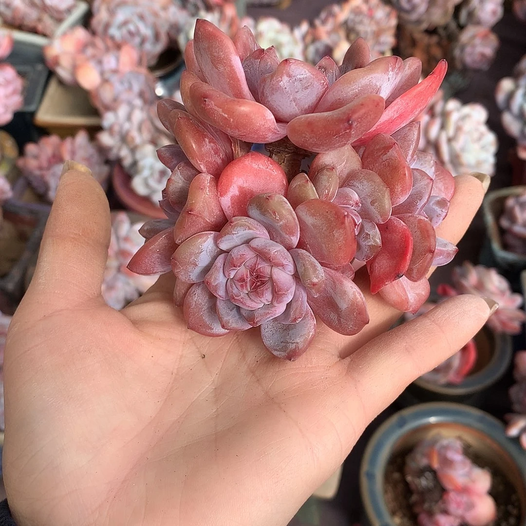 哈哈哈哈哈哈哈石榴籽