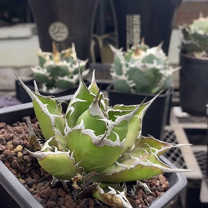 太阳神8888888888888888