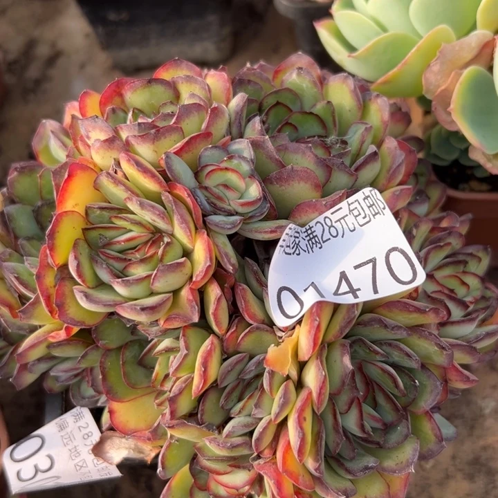 幸运儿是一位非常优秀幸运