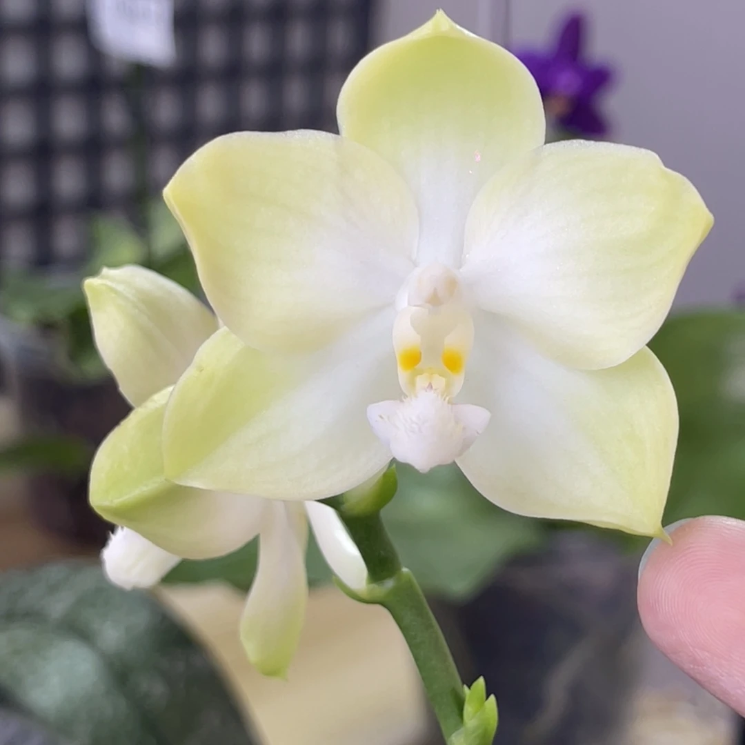 完全开放SWR21CA-882