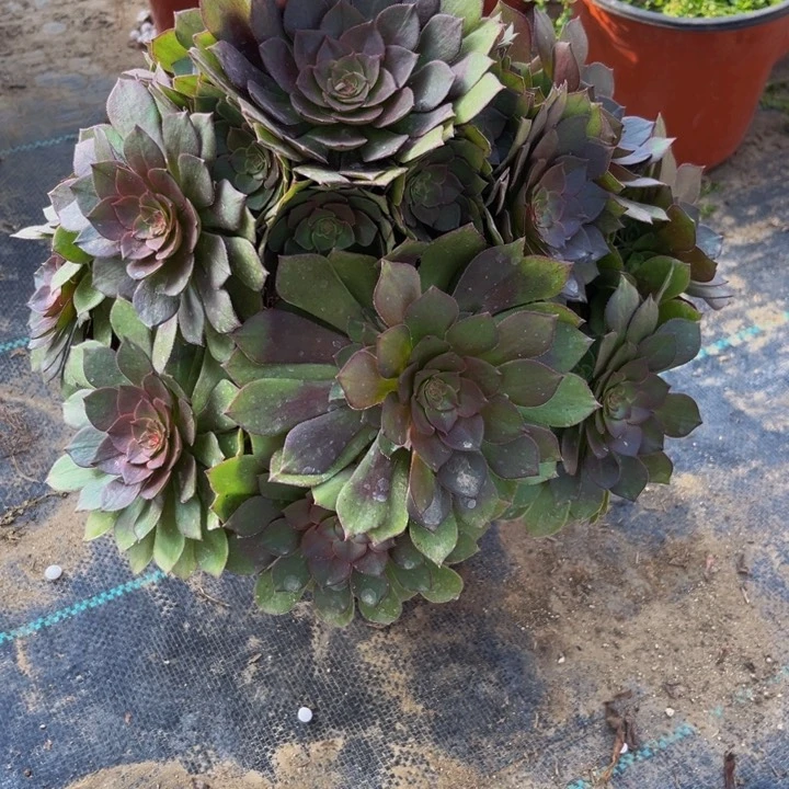 如*姐581多肉植物一物一拍