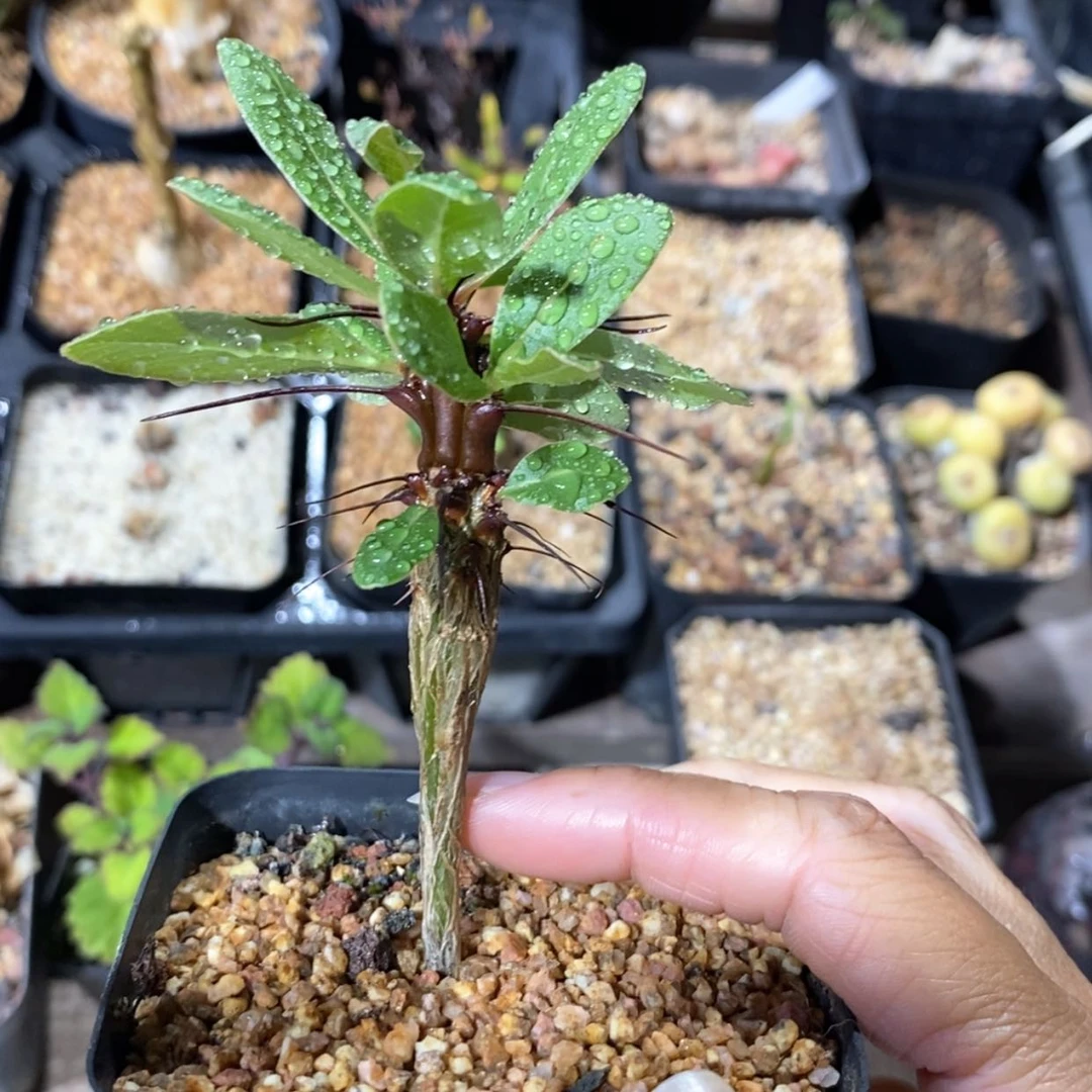 【闪购商品】彩皮富贵