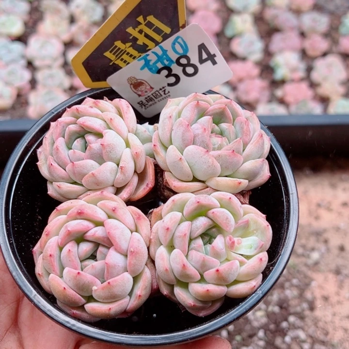 多肉植物多肉植物