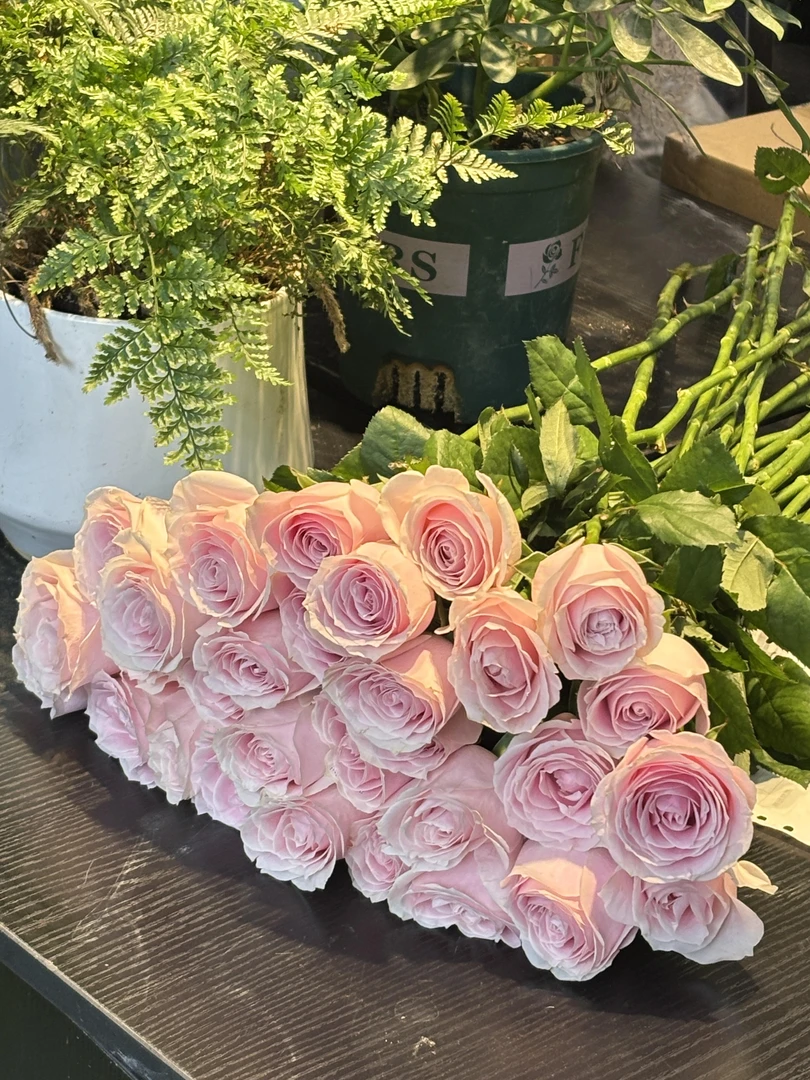粉红雪山玫瑰10支  批发花店摆摊直发一手货源 家养水养