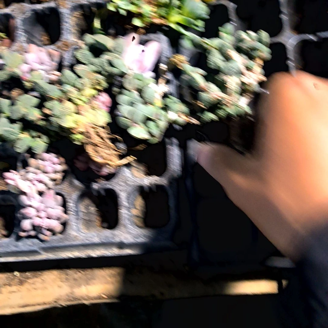 满9元包邮，鹿角老庄垃圾货干死了