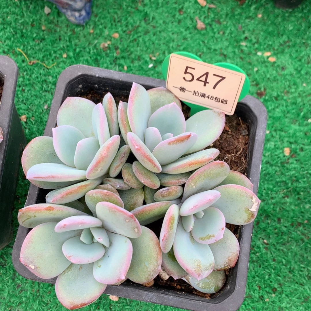 奶茶多肉一物一拍547