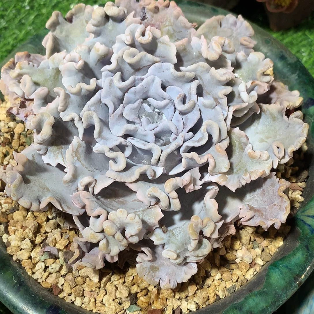 柿**意柿柿如意白饺子皮