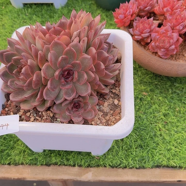 来***张1344杂交多肉植物