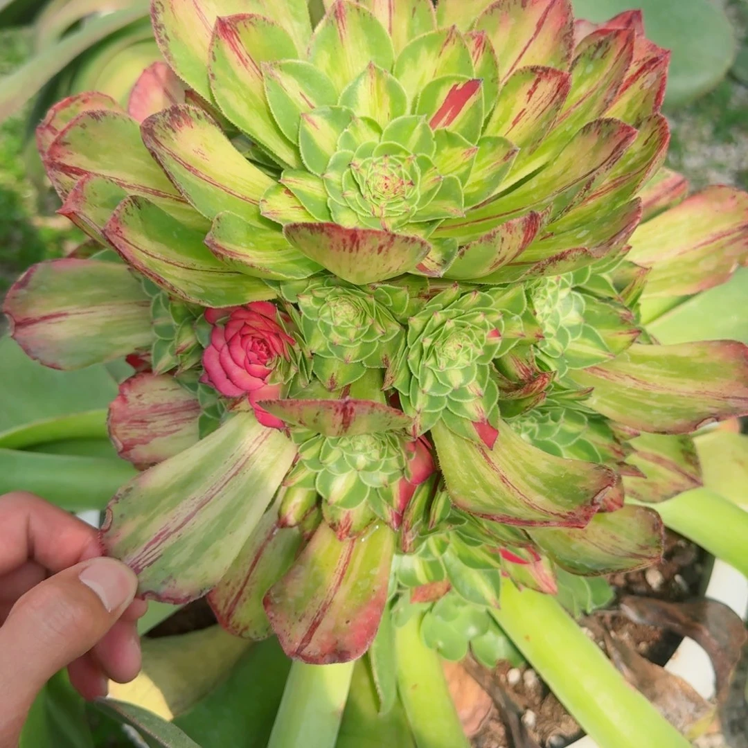 多肉植物发货发货