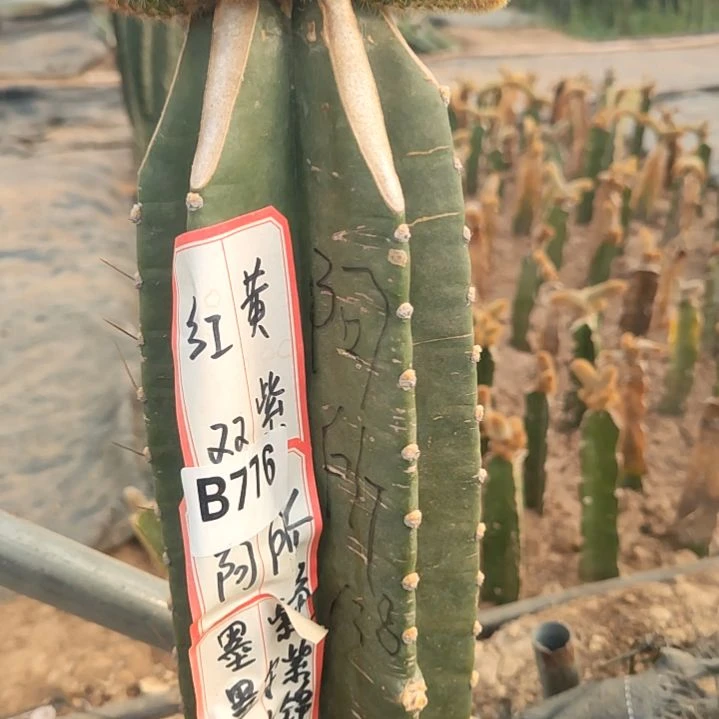 阿*寄养量天尺八色发货776