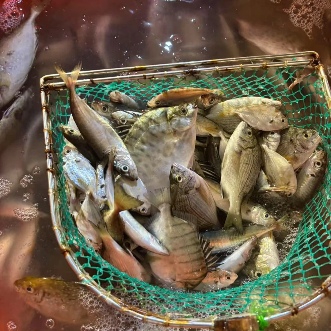 杂鱼套餐 （不算个头，不挑，随机发货，介意勿拍）拍下以直播间为准