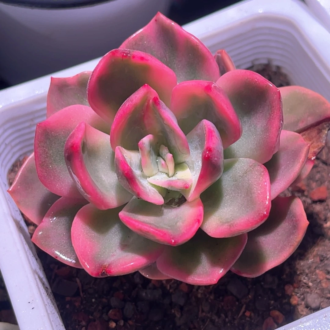 多肉特价粉色蜂蜜锦6920