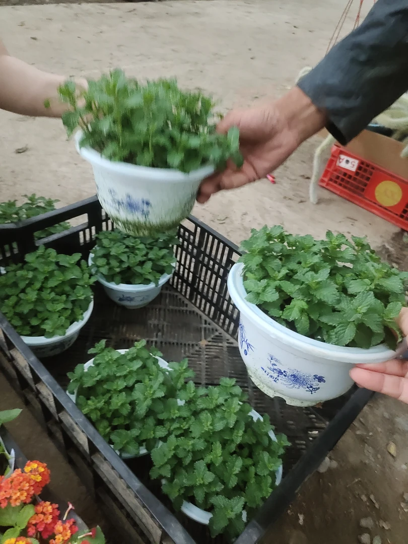 水培薄荷盆栽四季常青好养易活室内外驱蚊虫绿植