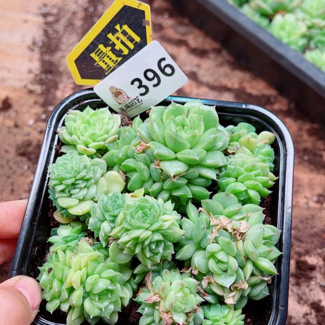 多肉植物多肉植物