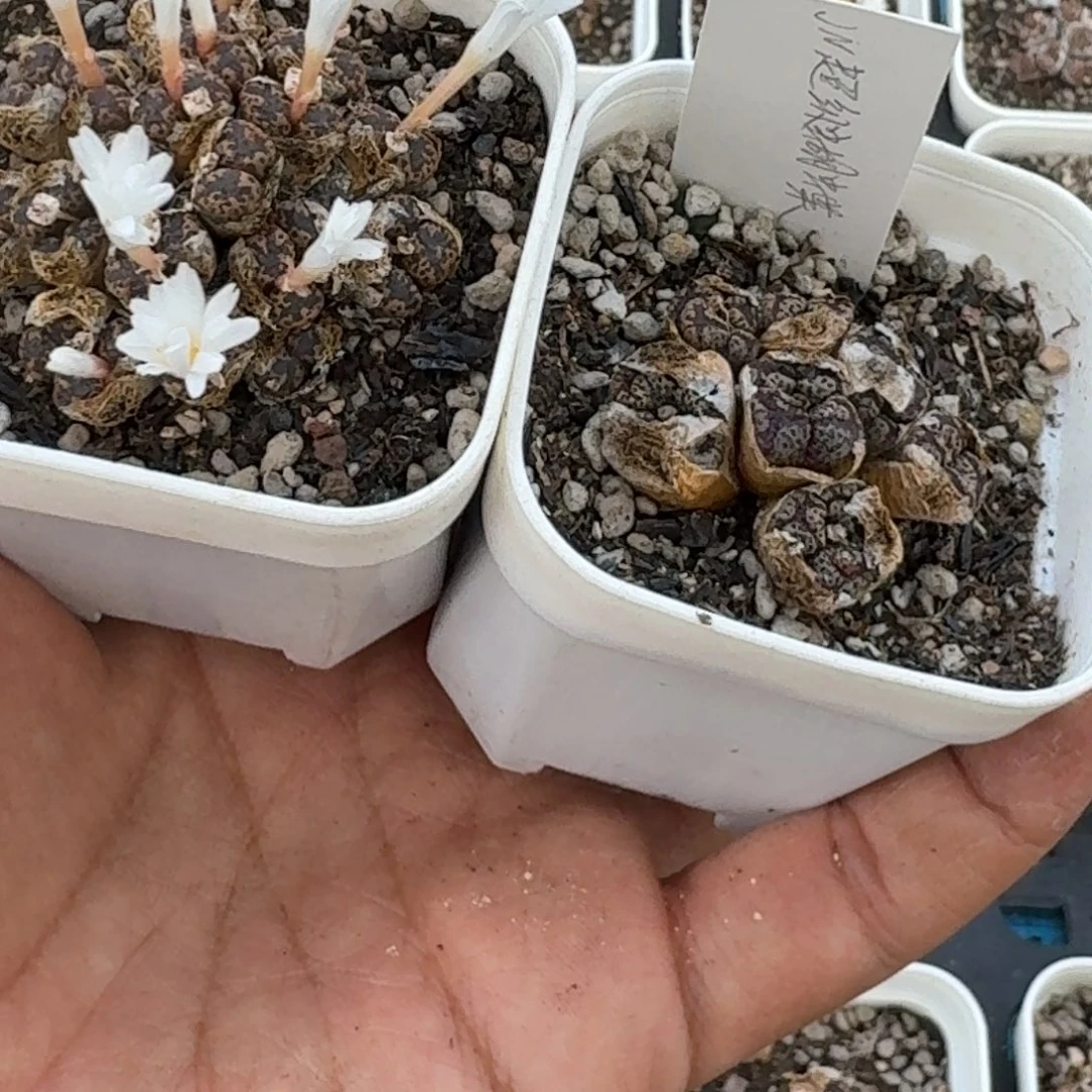 勋章两盆福利心心心