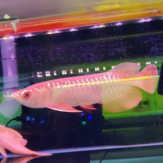 气***。龙鱼特价练手金龙