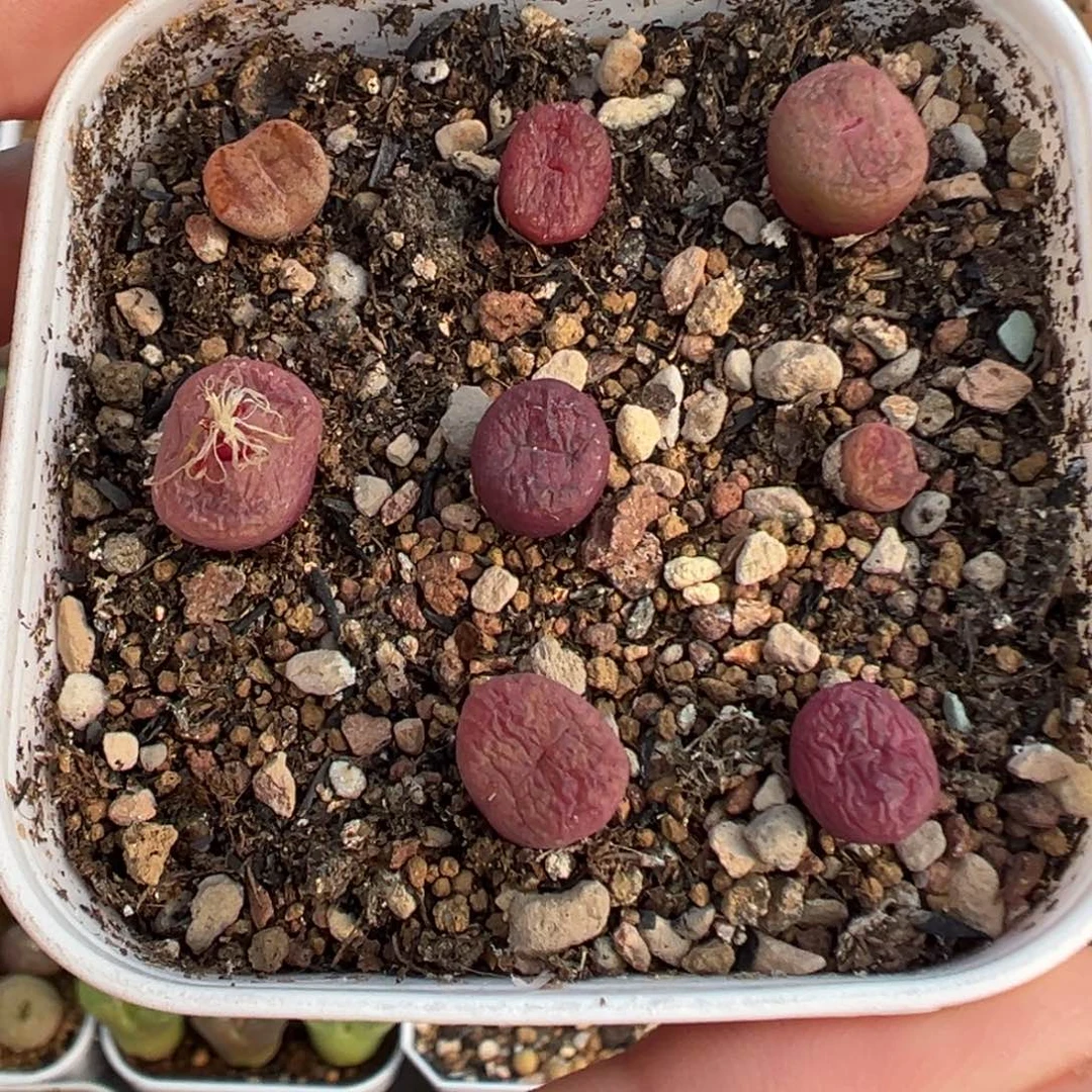 746毛杂带盆土发货