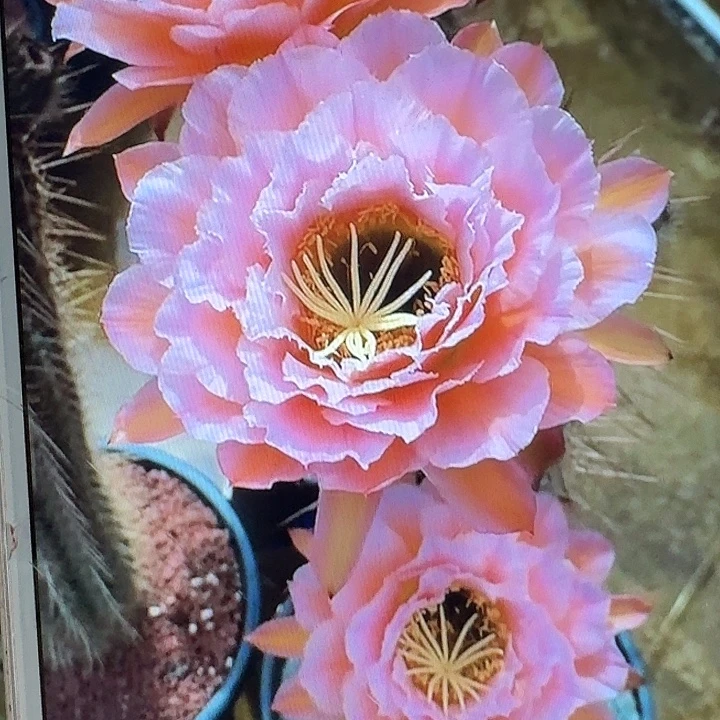 粉桃侧芽5公分毛花柱