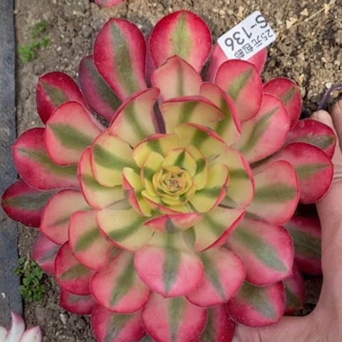 136爱丽丝多肉清棚福利