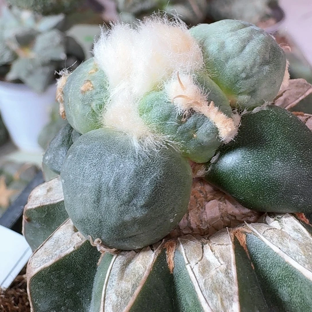 【闪购商品】无花朵俊**河蛋怒627