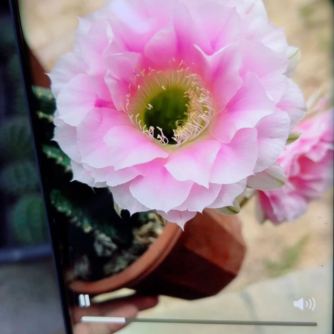 下28彩草N27 歪无根侧芽4公分左右20包邮