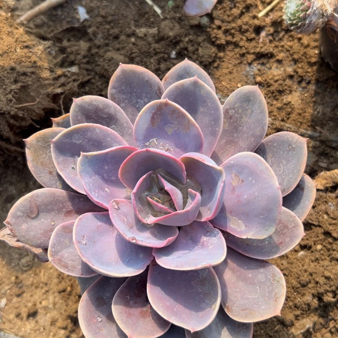 多肉们去中央音乐学院我