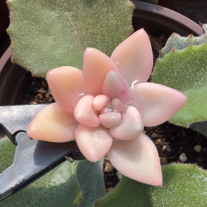 蜜桃啵锦锦一颗多肉锦