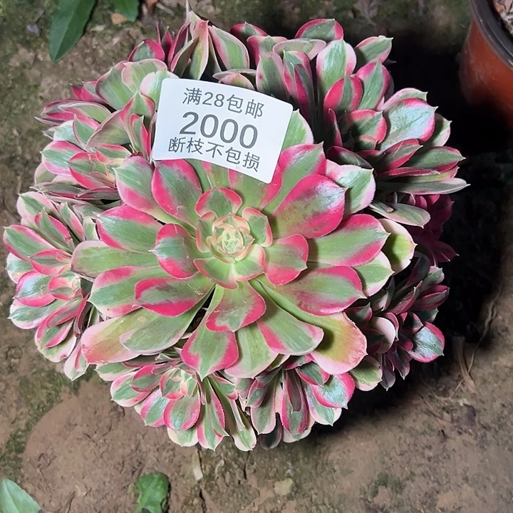 2000七彩石多肉植物