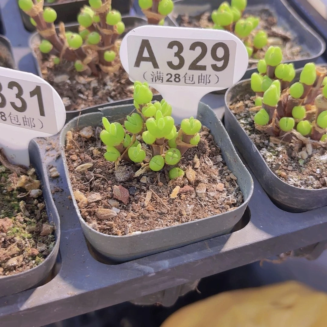 A239短耳兔一物一拍