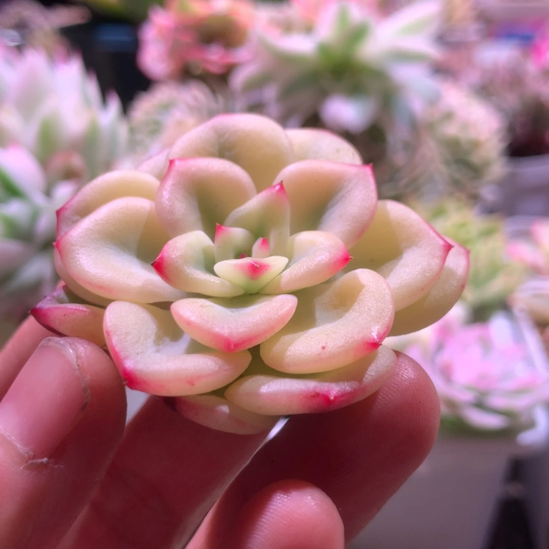 三文鱼宽覆轮锦砍头