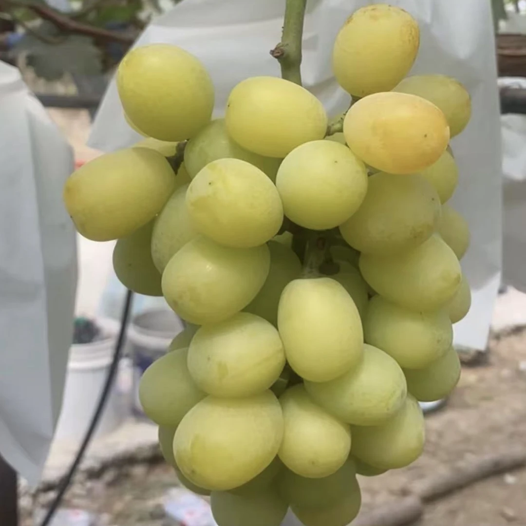 黄河小浪底精品黄金香妃玫瑰果香孕妇小孩新鲜应季无农残顺丰包邮