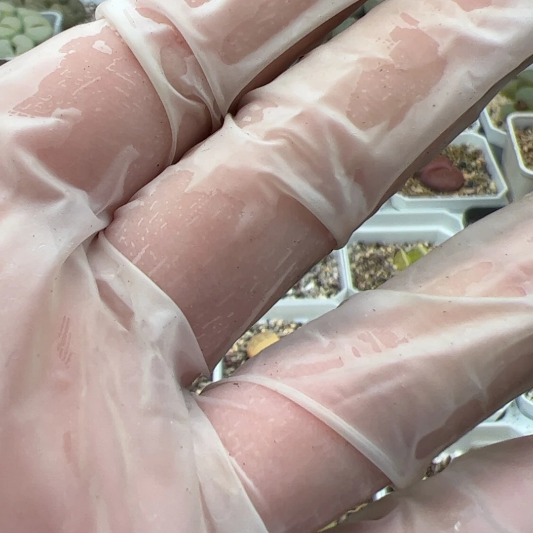 森*专拍 多肉植物