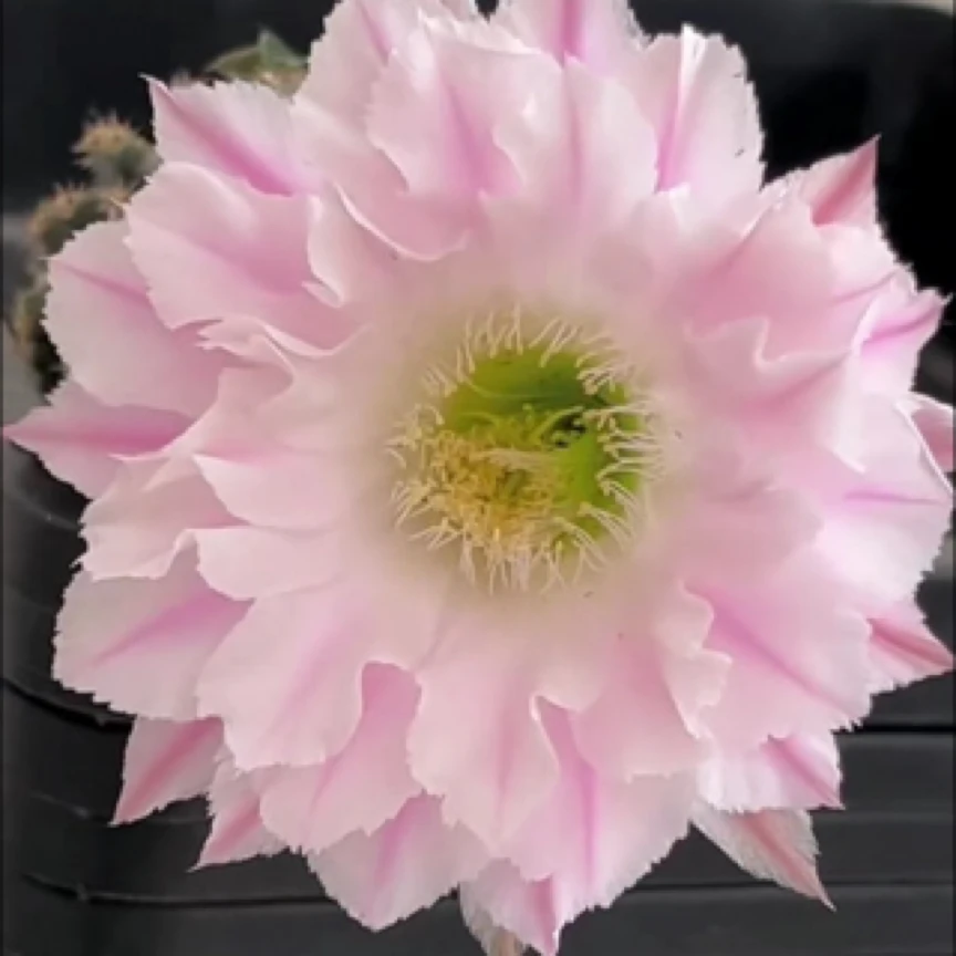 彩23 一32侧芽 ，环境不同花色花型颜色深浅不同属于正常介意勿拍